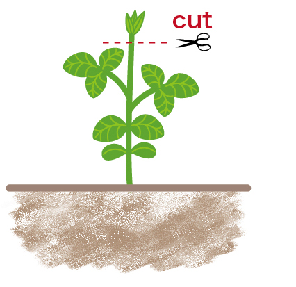 本葉が3枚そろったら、茎の先端をカット