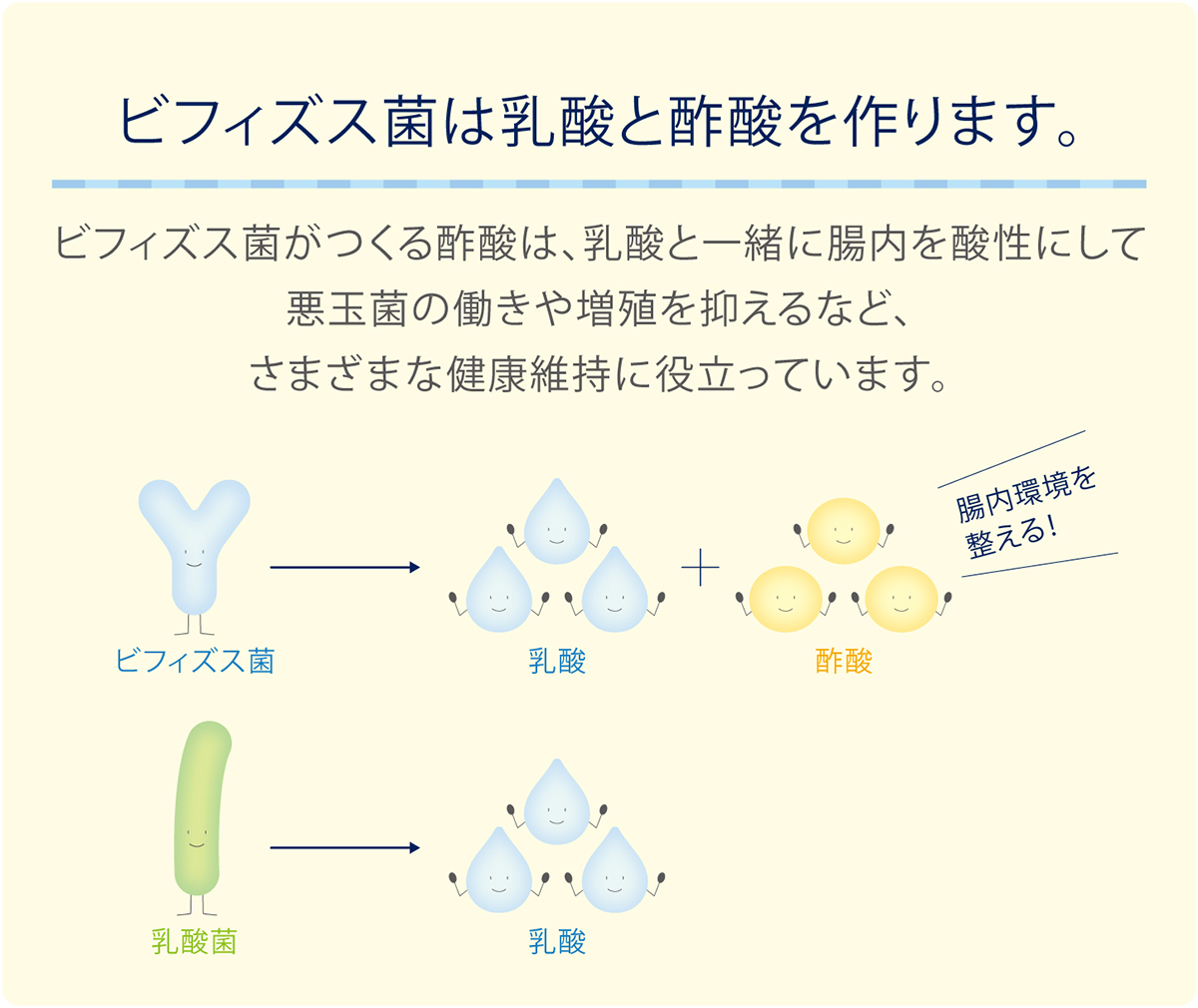 ビフィズス菌