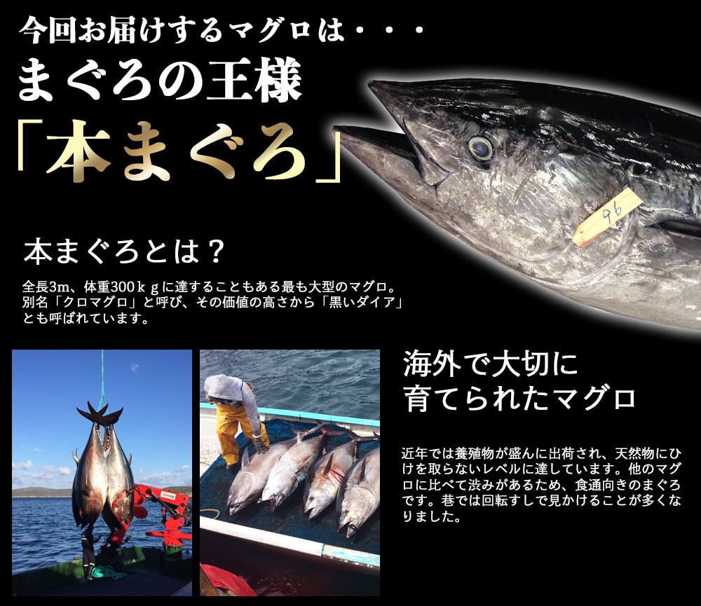 マグロ 刺身 訳あり 端っこ 在庫処分 本マグロ 中トロぶつ切り 1ｋｇ 数量限定 焼津船元 まぐろ家福坊 通販 Paypayモール