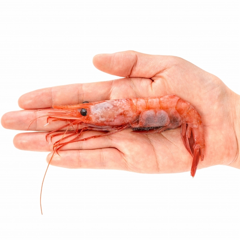 甘海老 甘エビ 合計3kg 1kg×3パック お刺身用 大きい3Lサイズ 業務用 メガ盛り45人前。船上で瞬間冷凍なので鮮度抜群！ :amaebi-3l-3p-sf:マグロ問屋  まぐろの王様 !店 通販 