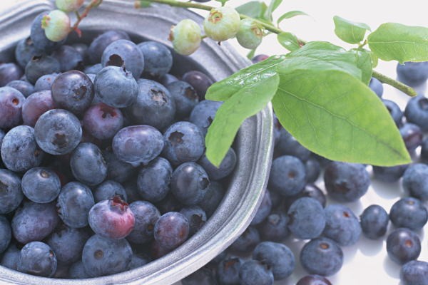 冷凍 ブルーベリー 2kg 500g×4 冷凍フルーツ ヨナナス :blueberry-4p:マグロ問屋 まぐろの王様 Yahoo!店 - 通販 -  Yahoo!ショッピング