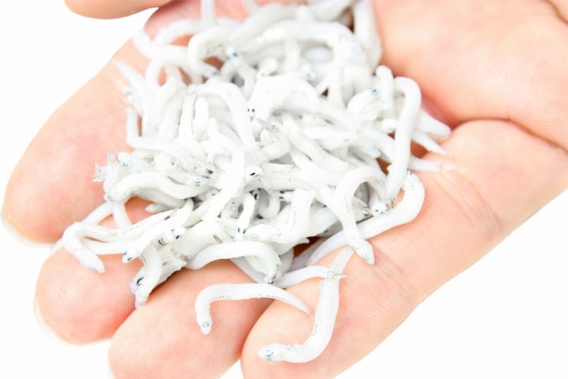 釜揚げしらす 0g しらす シラス 業務用 小分け 釜揚げシラス しらす丼 シラス丼 しらすおろし 小魚 しらす干し ちりめん じゃこ 個食 豊洲市場 Sirasu 1p マグロ問屋 まぐろの王様 Yahoo 店 通販 Yahoo ショッピング