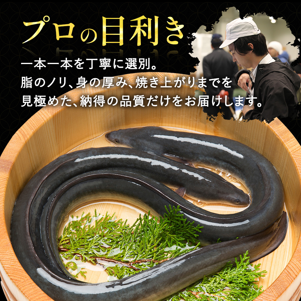 うなぎ 土用の丑の日 ウナギ 蒲焼き 御中元 お中元 お歳暮 父の日