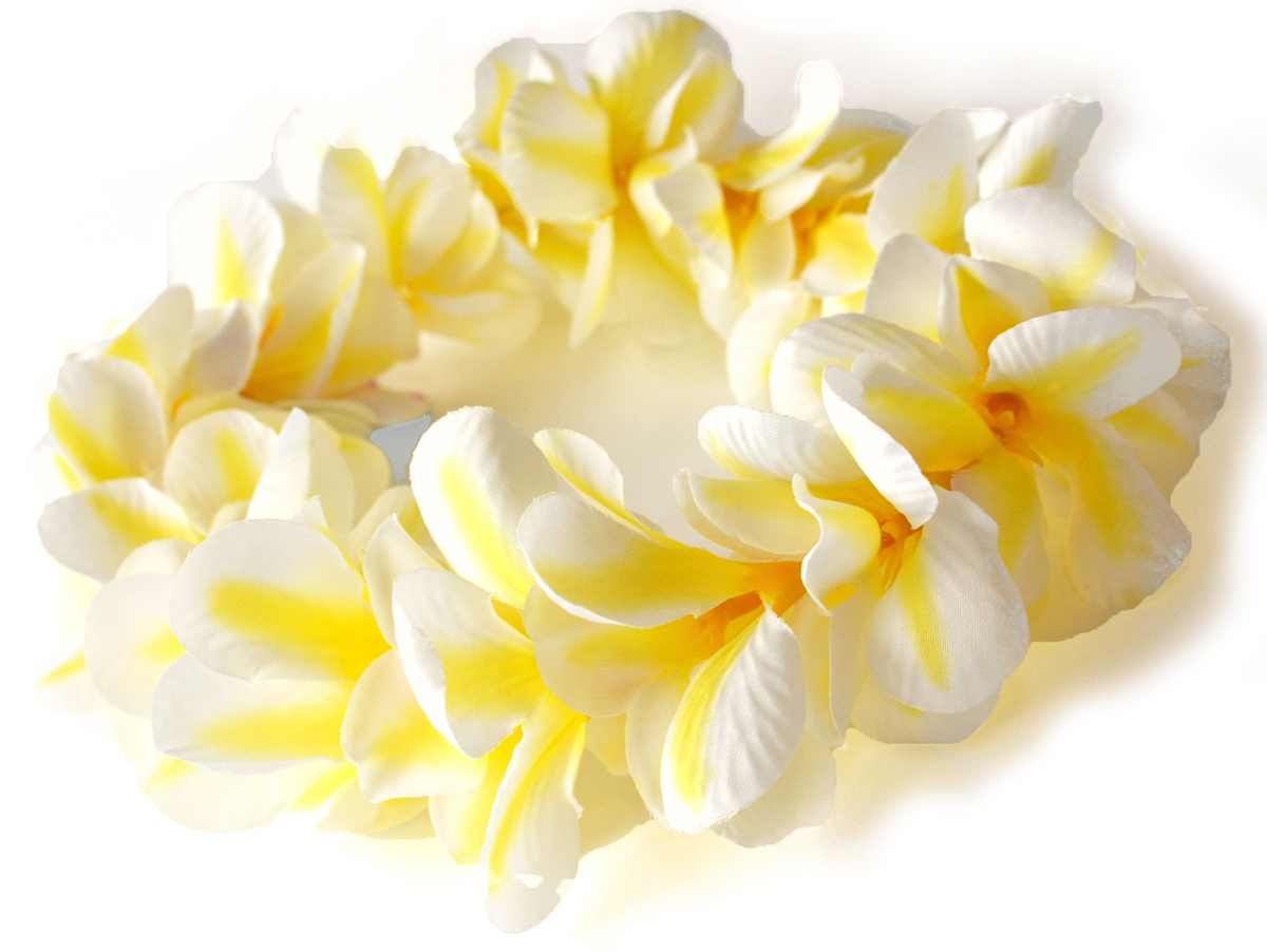 フラダンスのプルメリアシングルハク(ホワイトイエロー)