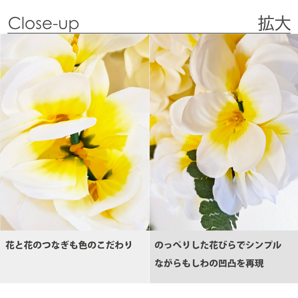 フラダンスのハクレイ