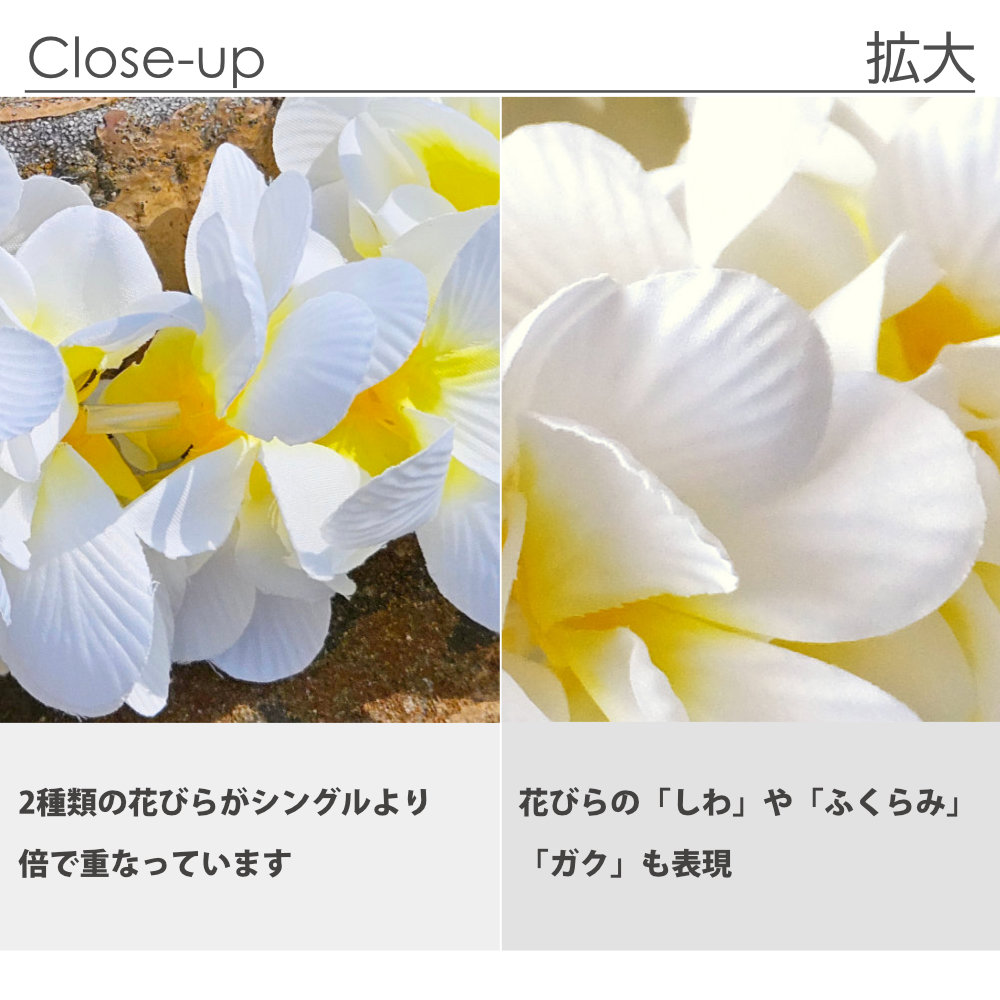フラダンスのハクレイ