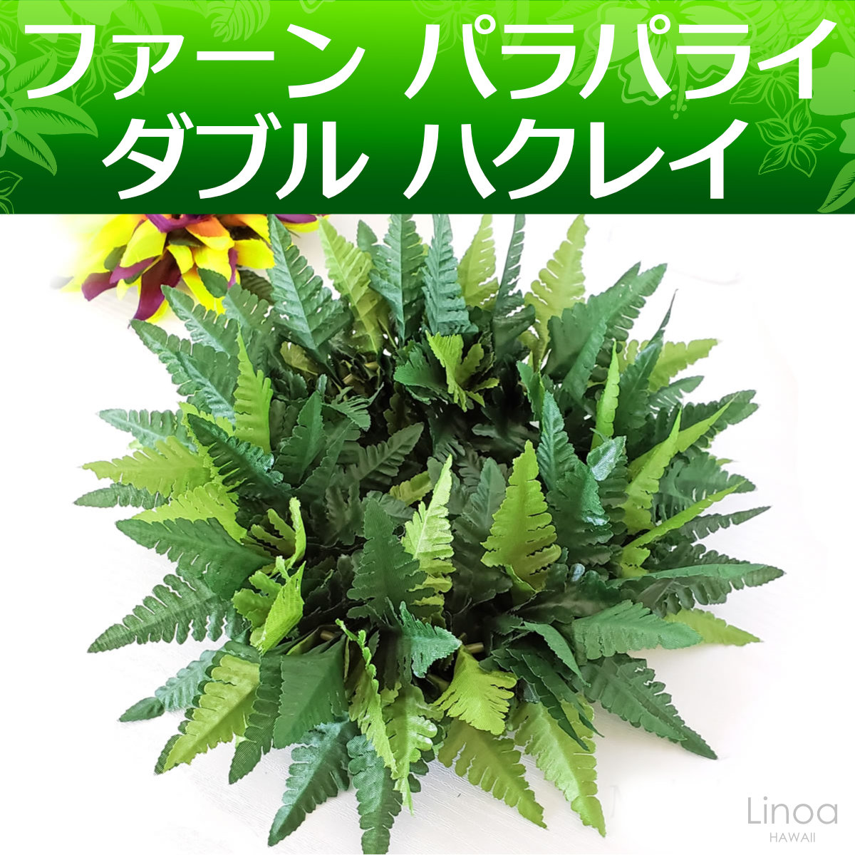 フラダンスやタヒチダンスのハクレイシダのパラパライ"