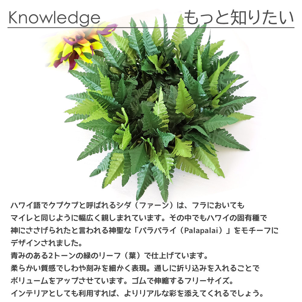 フラダンスやタヒチダンスのハクレイシダのパラパライ"