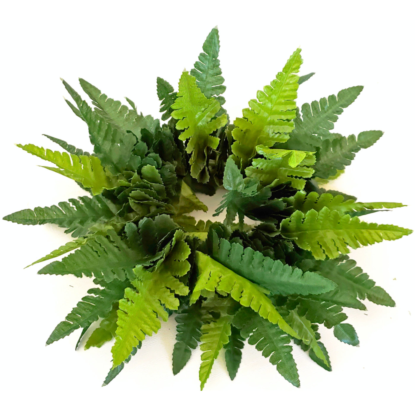 フラダンスやタヒチダンスのブレスレットシダのパラパライ"