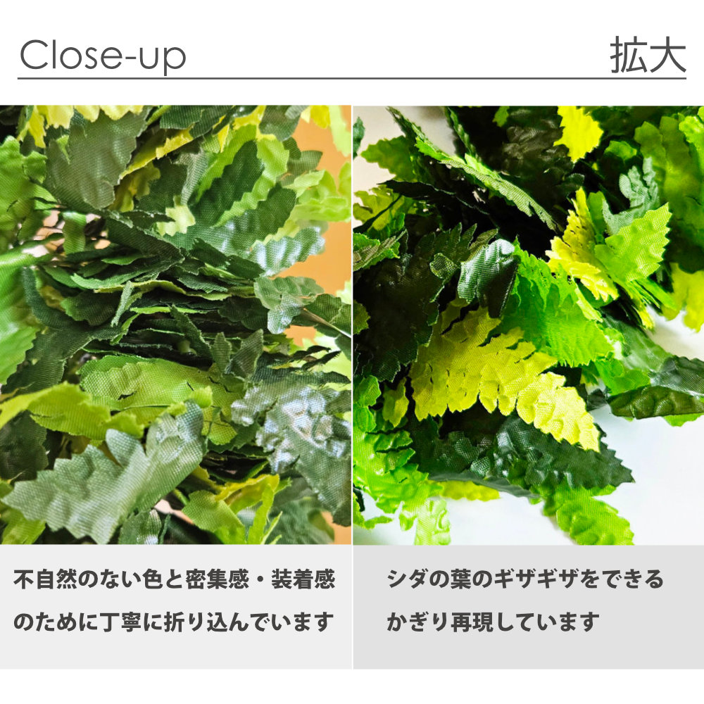 フラダンスやタヒチダンスのハクレイシダ"