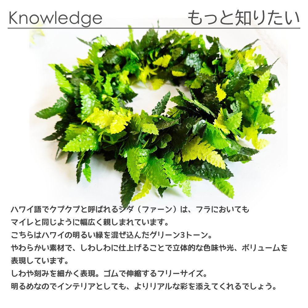 フラダンスやタヒチダンスのハクレイシダ"