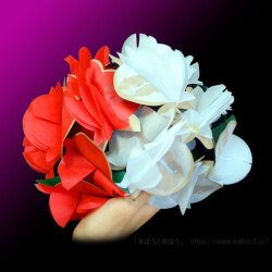 楠玉紙製紅白［25cm］