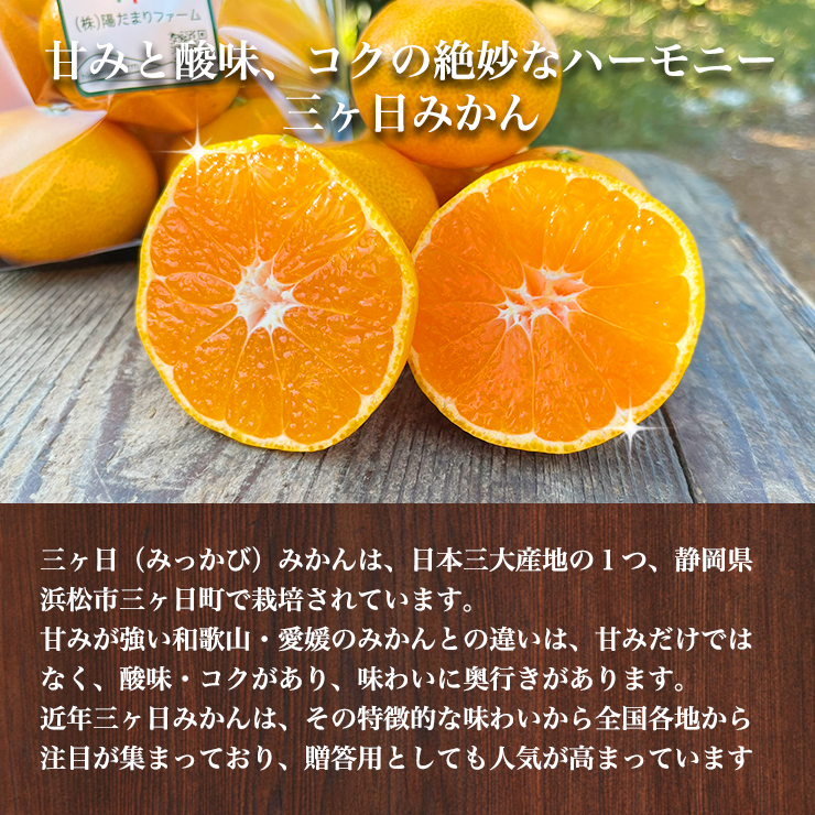 予約】【 小玉限定 】 三ヶ日 青島 みかん 10kg 送料無料 訳あり どう