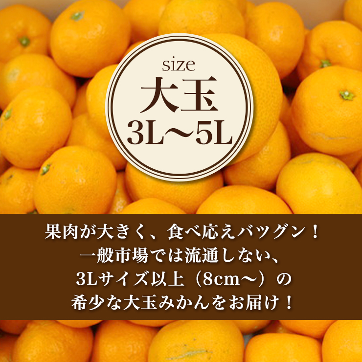 三ヶ日 青島 みかん 8kg 送料無料 大粒 どうまいらぁ！ 3L 〜 5L