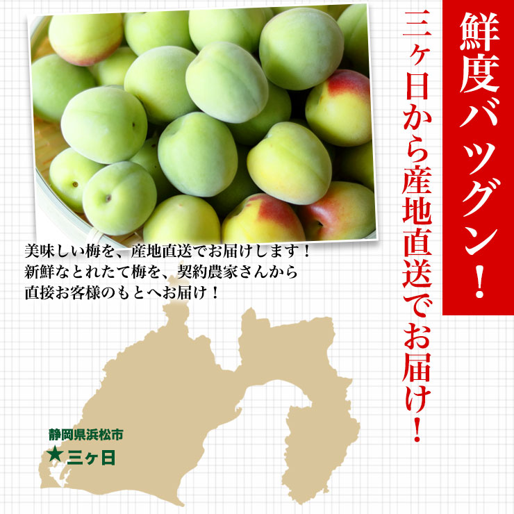 静岡県産 自然栽培 生 南高梅 約 2kg サイズ不揃い 送料無料