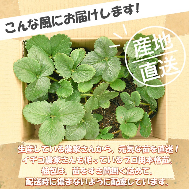 特化】いちご苗100株セット