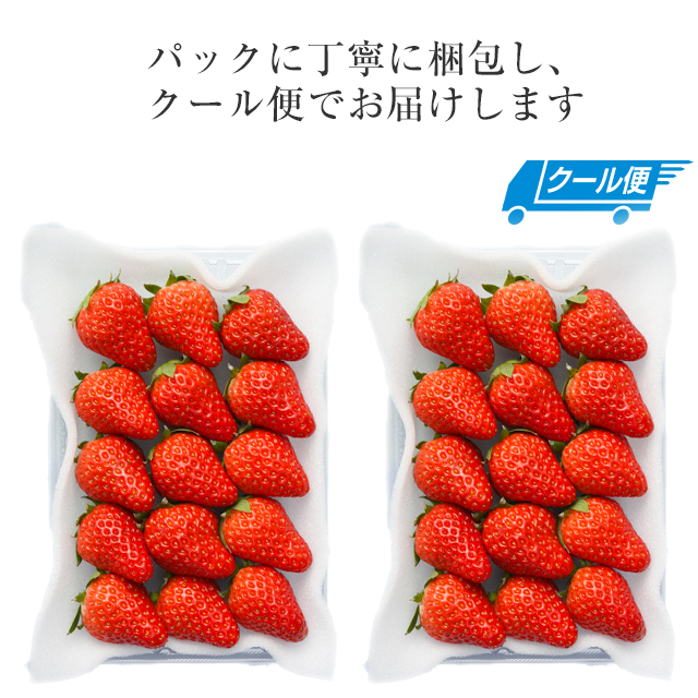 朝採れ いちご 紅ほっぺ 約 570g ( 18 ~ 30玉入り ) 農家 直送