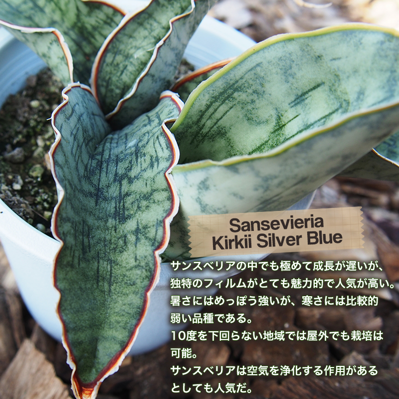 サンセベリア：キルキープルケア 8号鉢植え の通販 | 園芸ネット