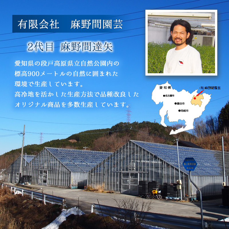 ユッカ グロリオーサ シトラスツイスト 5号 ポット 庭木 直送 お祝い