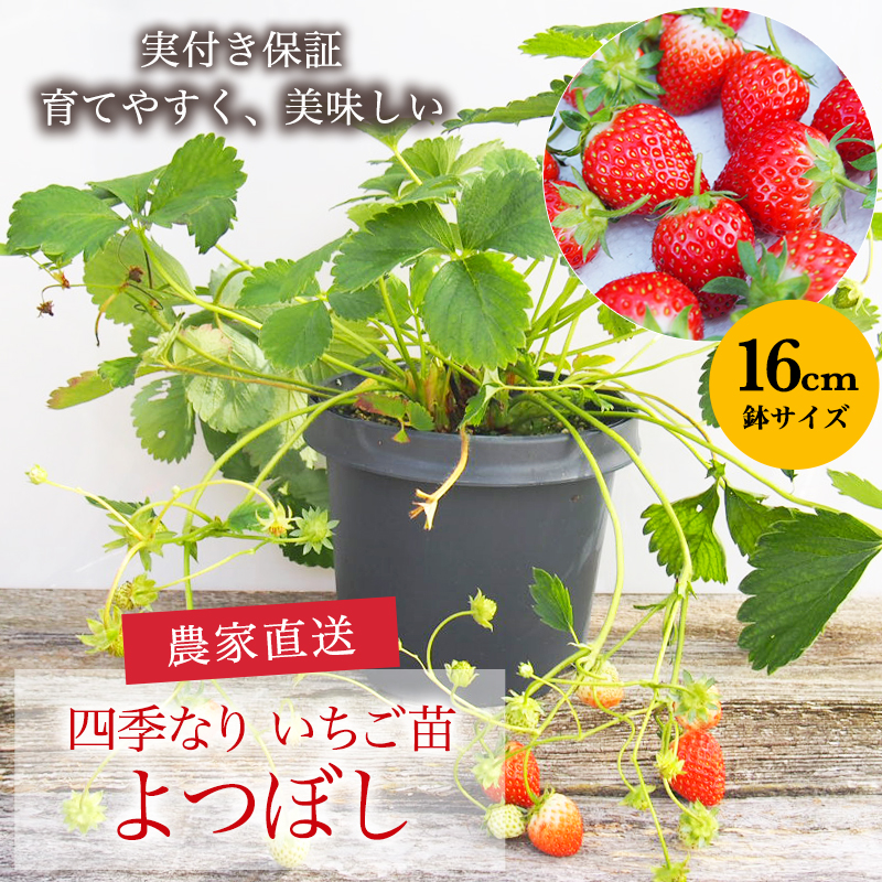 農家直送　とちおとめ　大粒いちご苗　50株セット とちおとめ大粒いちご苗50株セットポット苗発送