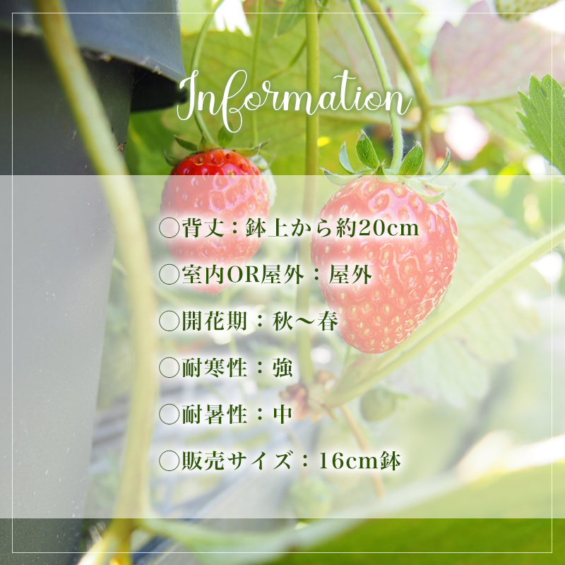いちご 赤いいちご6種詰め合わせ