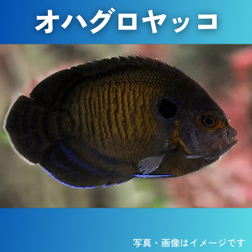 海水魚・キンチャクダイ） ルリヤッコ 5cm± 1匹 : sea01-1047 : 増子