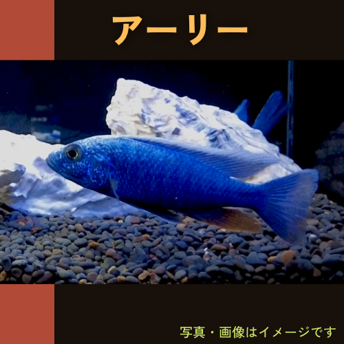 熱帯魚・アフリカンシクリッド) HAPL.アーリー 7cm± 2匹 : mci0001 