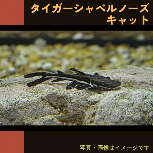 熱帯魚・アジア原産ナマズ) チャカチャカ（インド便） 10cm± 2匹 ...