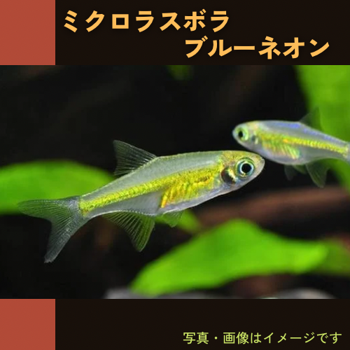 熱帯魚・コイ) ラスボラ・アクセルロディ・ネオンブルー 1.5cm± 5匹 