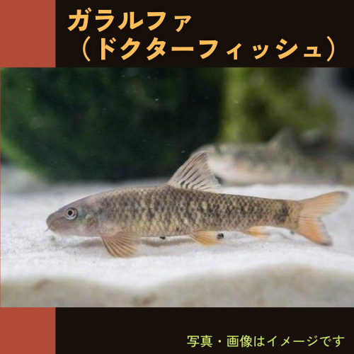 熱帯魚・コイ) ガラ・ルファ (ドクターフィッシュ) 2cm± 5匹 