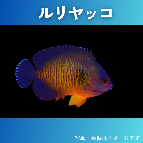 海水魚・キンチャクダイ） ルリヤッコ 5cm± 1匹 : sea01-1047 : 増子