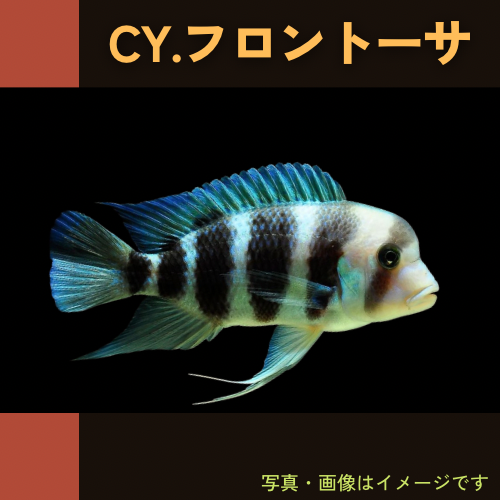 熱帯魚・アフリカンシクリッド) CY.フロントーサ 3cm± 3匹 : mci0030 