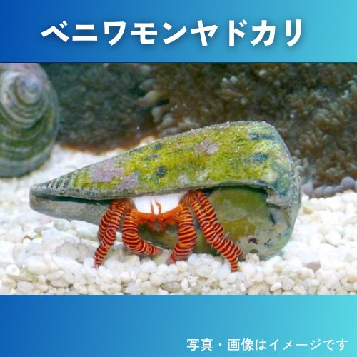 海水魚・カニ） エメラルドグリーンクラブ ※コケ取り 甲幅2cm± 1匹 : sea001-1322 : 増子水景 - 通販 -  Yahoo!ショッピング