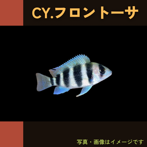 熱帯魚・アフリカンシクリッド) CY.フロントーサ 3cm± 2匹 : mci0029 
