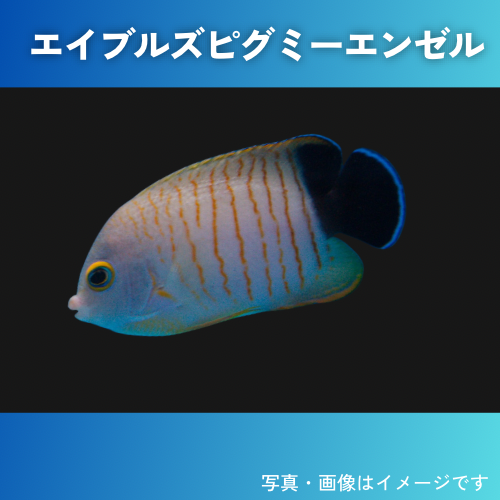 海水魚・キンチャクダイ） ルリヤッコ 5cm± 1匹 : sea01-1047 : 増子