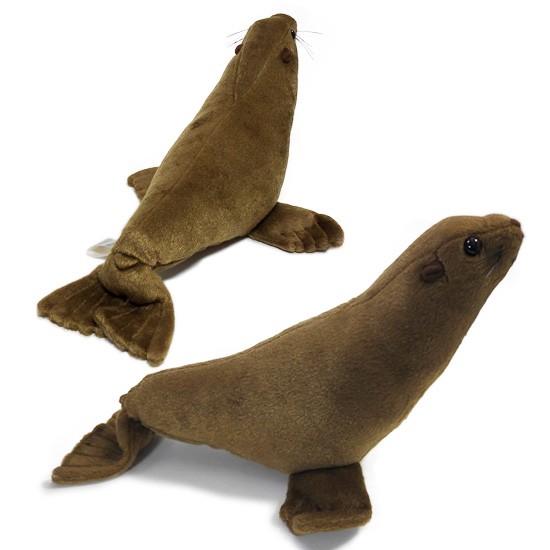 オウオウアシカ as-3564_2.jpg