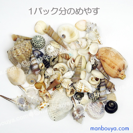 珍しい貝殻のセット manbouya_pl-mh-ic68