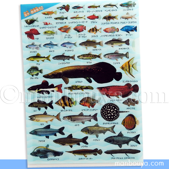 A4 クリアファイル 魚 図鑑 アロワナ ピラルク 文房具 ザ