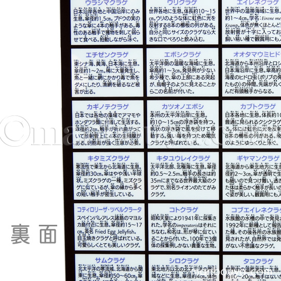 A4クリアファイル クラゲグッズ おもしろ文房具 くらげの図鑑 海月大全