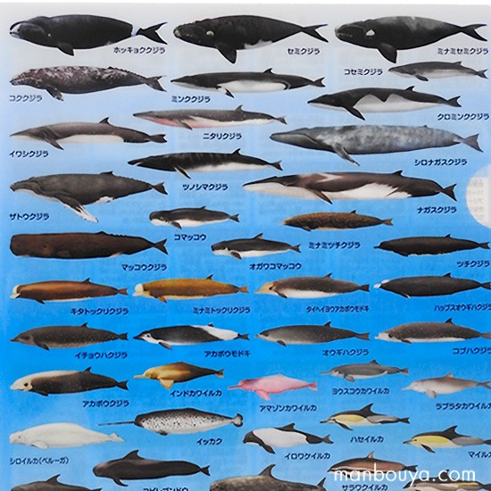 【登録票不要】　セイウチ　海象　牙　鯨歯　フィッシュフック　標本　根付　剥製 登録票不要】 セイウチ 海象 牙 鯨歯 フィッシュフック 標本