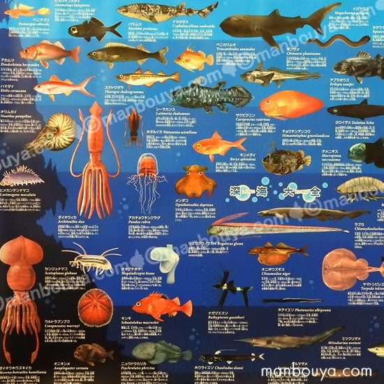 深海生物 グッズ アートポスター インテリア 特大 A1サイズ 図鑑タイプ