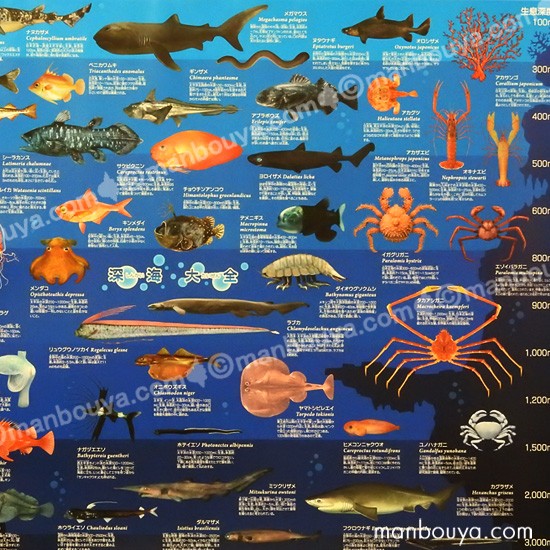 深海生物 グッズ アートポスター インテリア 特大 A1サイズ 図鑑タイプ