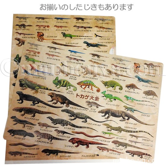 【楽天最安値に挑戦】 トカゲ クリアファイル A4 爬虫類 ザ・アクセス 文房具 図鑑 クリアファイル