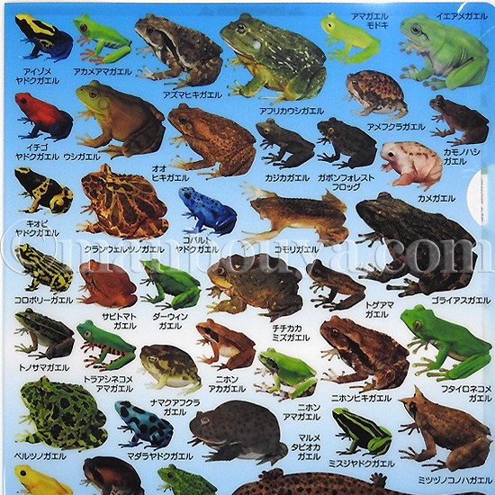 カエル畑deつかまえて クリアファイル 小冊子3種類付き AGF限定 カエル