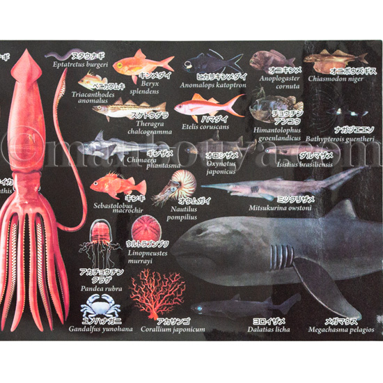 フジタチサト 海の生物デザイン陶器カップ