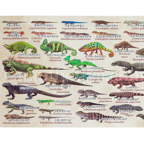 トカゲ グッズ 爬虫類 マグカップ 大きい 陶磁器 ザ・アクセス トカゲ