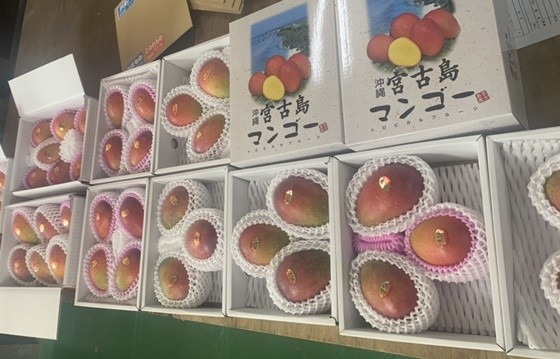 マンゴー屋さん 2号店 - Yahoo!ショッピング