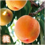 岡山産の清水白桃