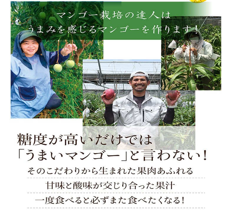 完熟マンゴー 規格外マンゴー 沖縄産 アップルマンゴー 加工用
