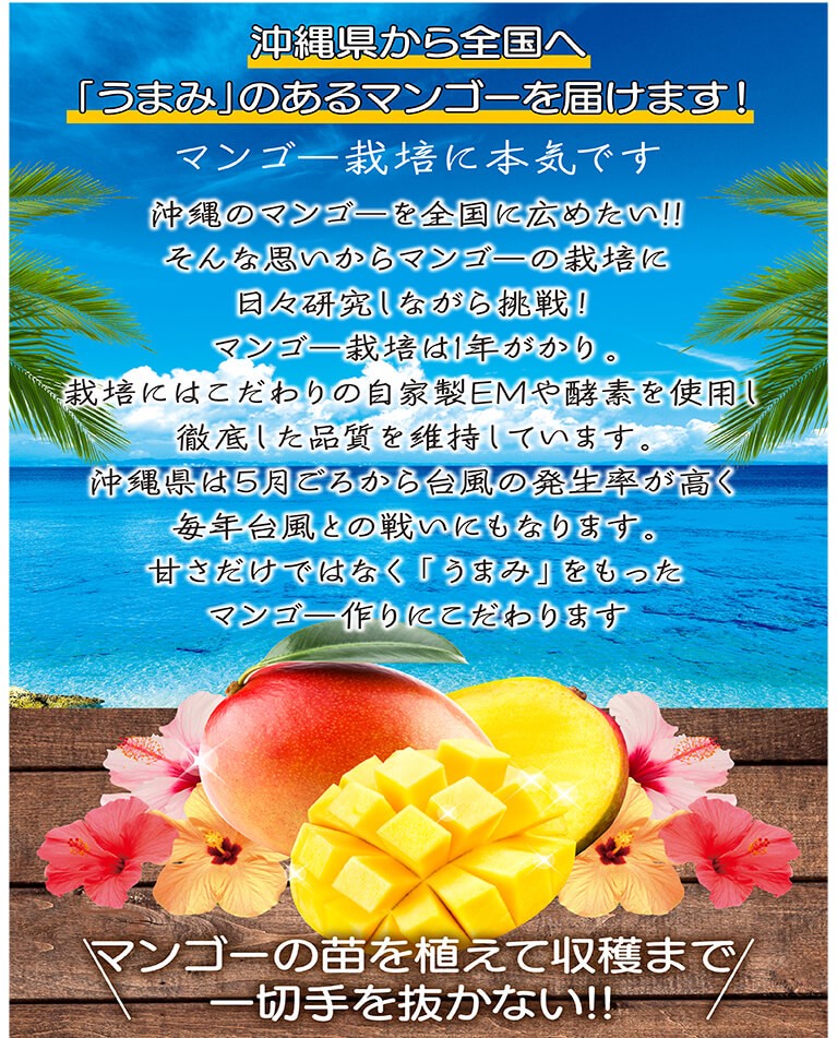 Jossie Furuya 　完熟　アップルマンゴー　12玉　約5kg 贅熟 沖縄県産マンゴー果汁飲料(50%) 500ml〈常温〉 | 【公式